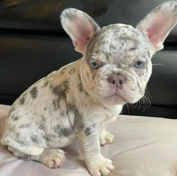 bulldog francese