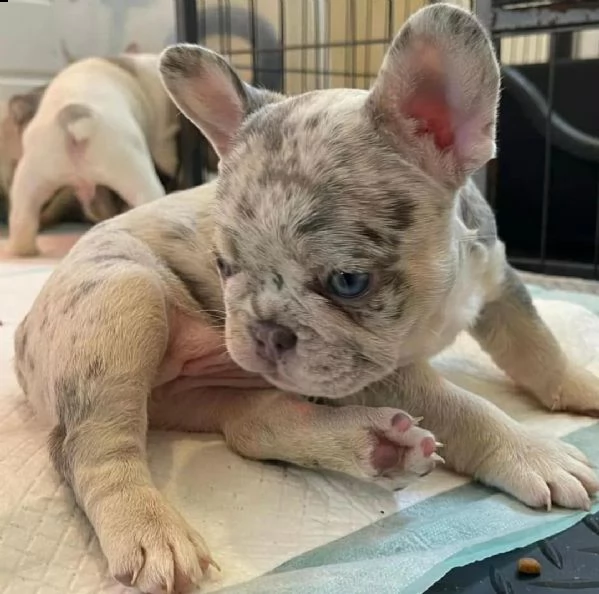 bulldog francese | Foto 0