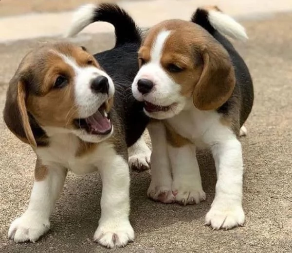 regalo beagle((( | Foto 0