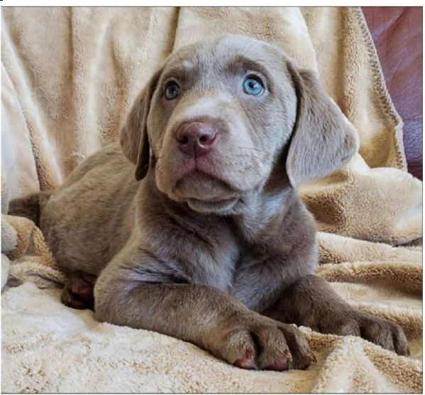 bello labrador , maschio e femmina, in regalo..