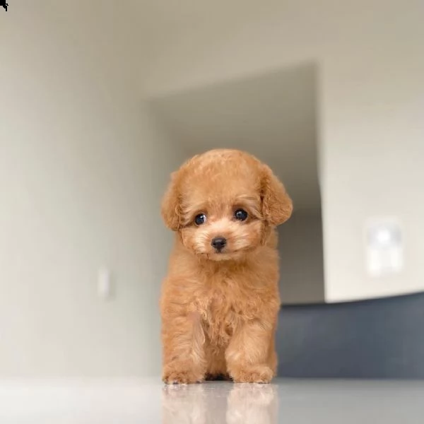 2regalo barboncino[][] | Foto 0