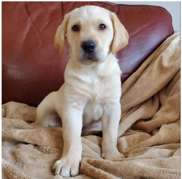 bello labrador , maschio e femmina, in regalo...