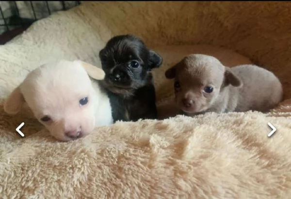 regalo cuccioli dolce e bella chihuahua toy