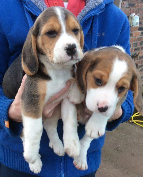 cuccioli di beagle pronti per la loro nuova casa