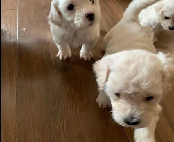 cuccioli di maltese bianco | Foto 0