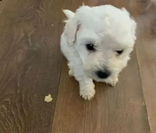 cuccioli di maltese bianco