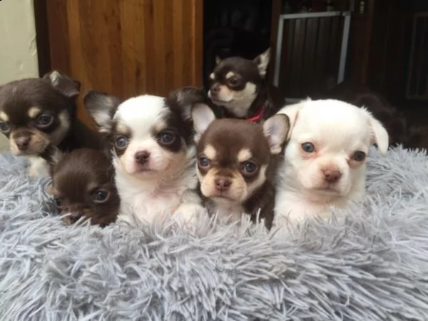 regalo cuccioli dolce e bella chihuahua toy