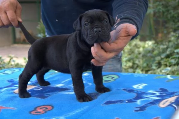 bellissimi cuccioli di cane corso | Foto 0