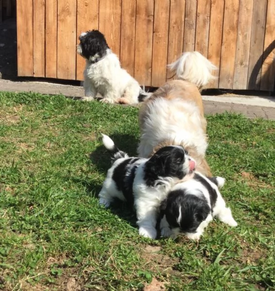 bellissima cucciola shitzu di 2 mesi