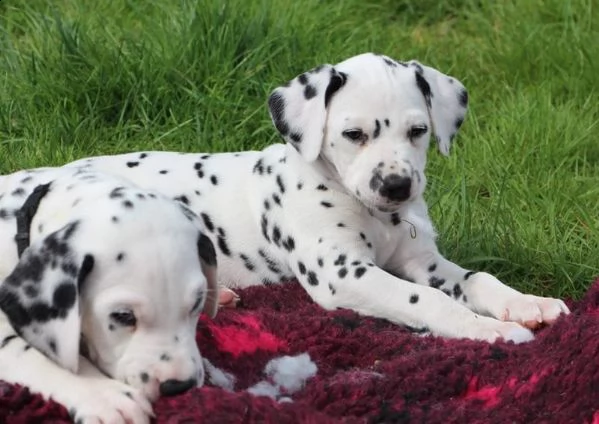 meravigliosa cucciolata di dalmata | Foto 1
