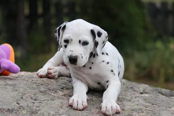 meravigliosa cucciolata di dalmata | Foto 0