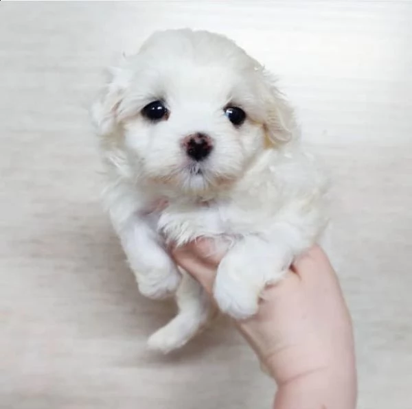 bellissimi cuccioli di maltese