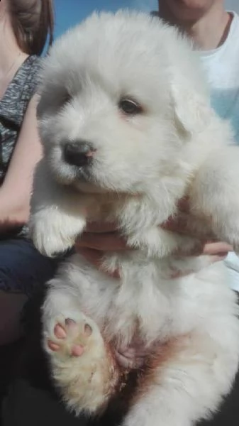 cucciole di pastore maremmano abruzzese | Foto 1