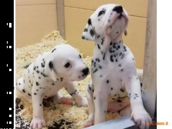 meravigliosa cucciolata di dalmata | Foto 0