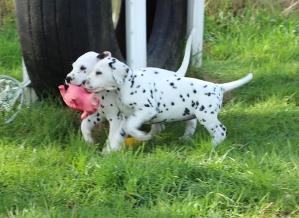 meravigliosa cucciolata di dalmata