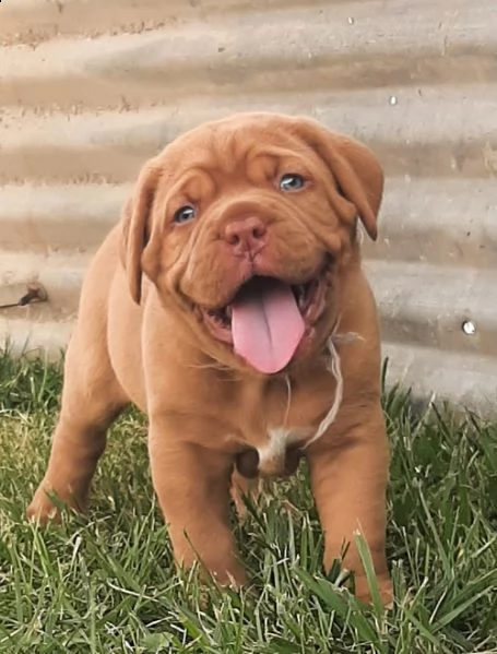 regalo cuccioli di dogue de bordeaux 