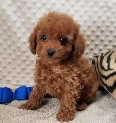 barboncino toy maschio e femmina | Foto 0