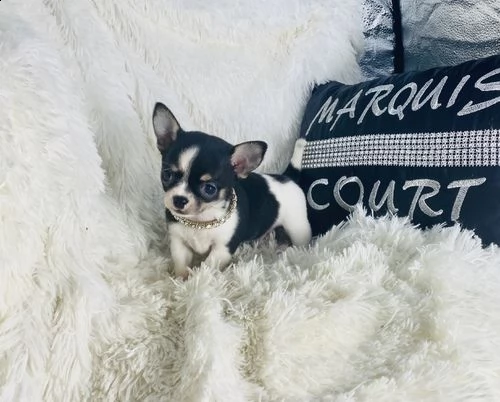  regalo chihuahua meravigliosi