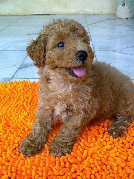 regalo da volontario | Foto 0