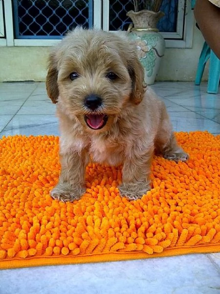 regalo da volontario