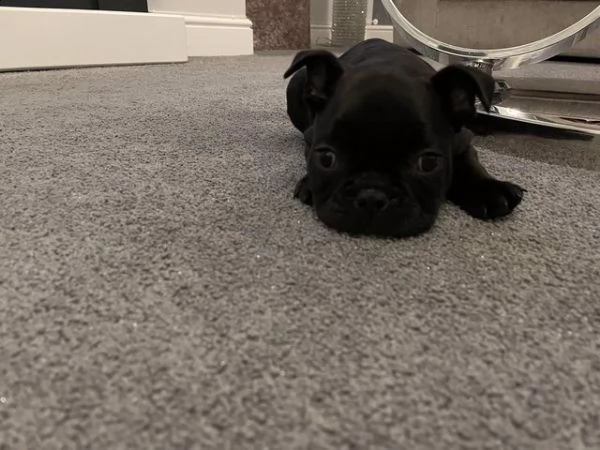 soffice bulldog francese | Foto 2