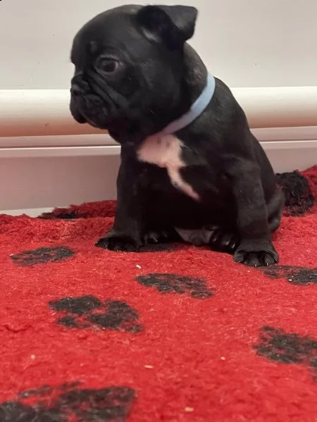 soffice bulldog francese | Foto 1