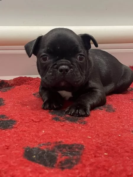 soffice bulldog francese | Foto 0