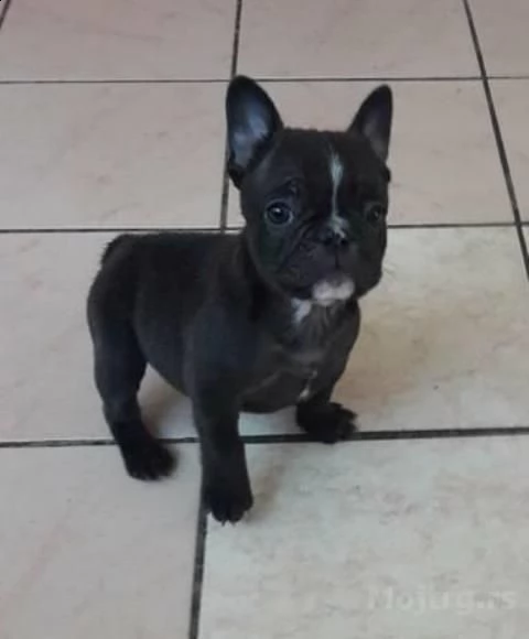 soffice bulldog francese