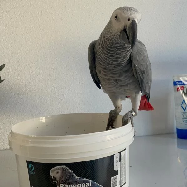 pappagallo in adozione | Foto 0