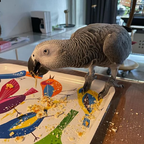 pappagallo grigio africano femmina per adozione interessati scriveteci | Foto 0