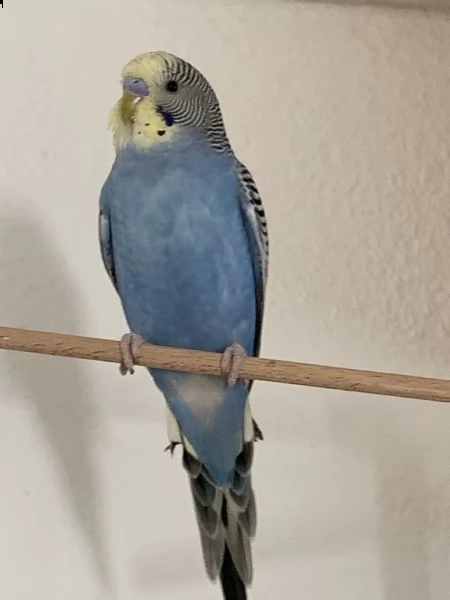 3 cocorite in regalo 