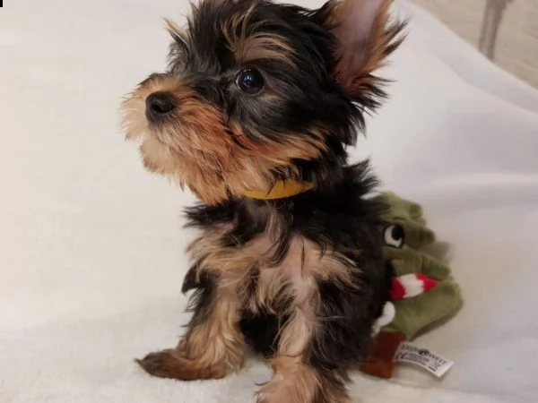 yorkshire terrier, femmina, pedigree enci | Foto 2