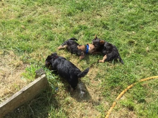 yorkshire terrier, femmina, pedigree enci | Foto 1