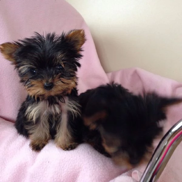  yorkshire terrier cuccioli*  | Foto 1