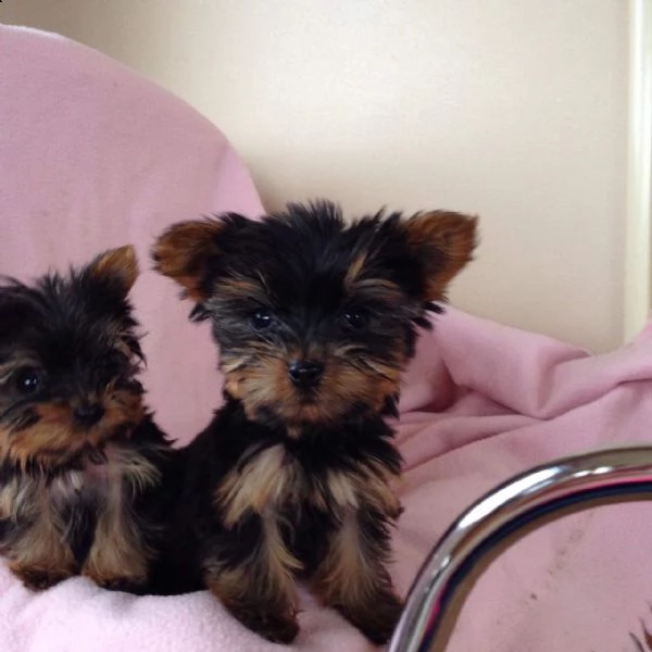  yorkshire terrier cuccioli* 