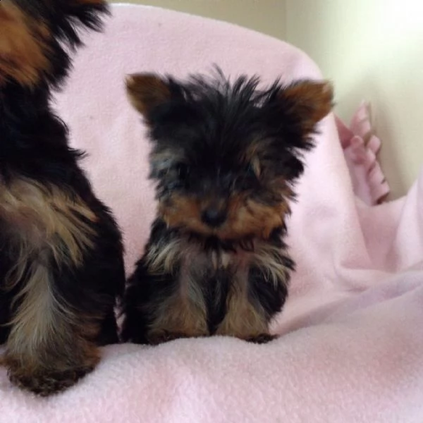  yorkshire terrier cuccioli*  | Foto 0