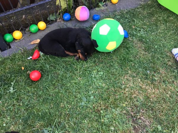 bellissimi cuccioli di rottweiler maschili e femminili | Foto 2