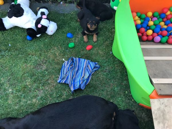 bellissimi cuccioli di rottweiler maschili e femminili | Foto 1