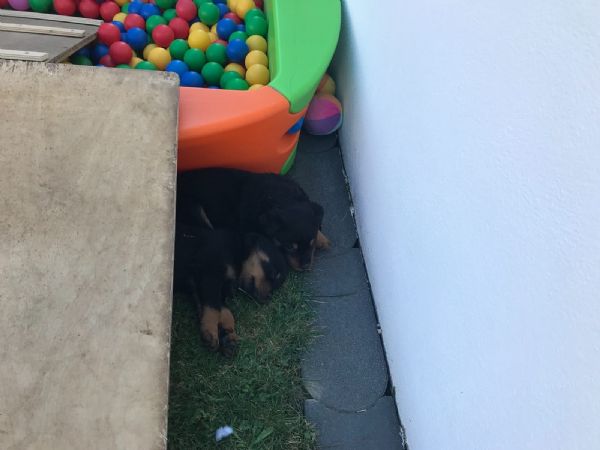 bellissimi cuccioli di rottweiler maschili e femminili | Foto 0