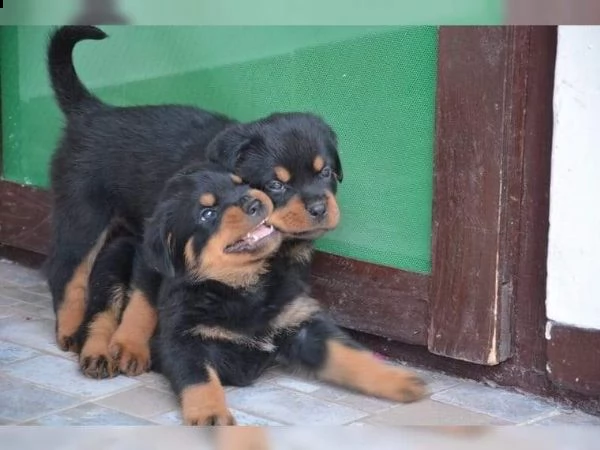 cuccioli di rottweiler con pedigree enci