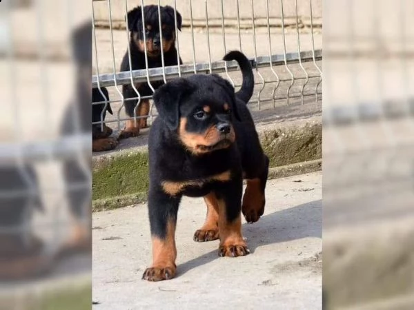 cuccioli di rottweiler con pedigree enci | Foto 2