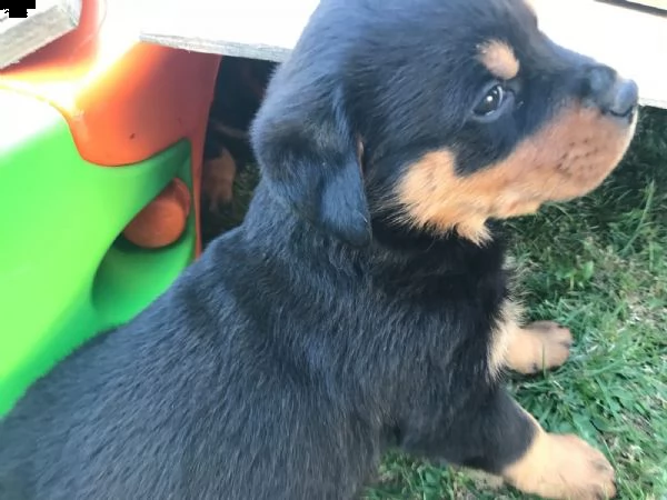 cuccioli di rottweiler con pedigree enci | Foto 0