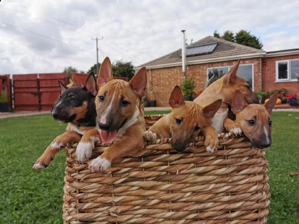 regalo cuccioli di pitbull 