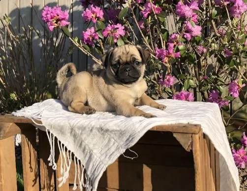 belissimi cuccioli di carlino | Foto 1