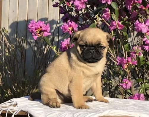 belissimi cuccioli di carlino | Foto 0