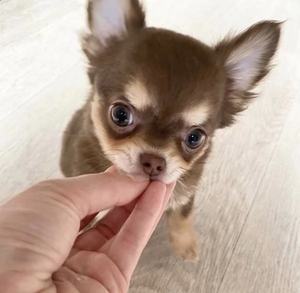 regalo chihuahua%% | Foto 0