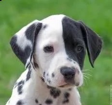 regalo abbiamo cuccioli di dalmata sono dalmata di dimensioni . sono registrati akc. sono molto affe