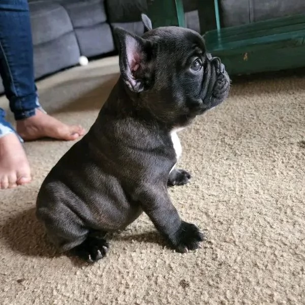 vendo splendidi cuccioli di bulldog francese