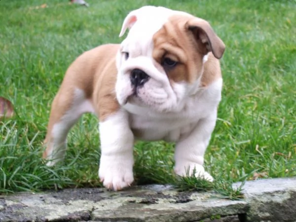 regalo bulldog inglese cuccioli disponibili...