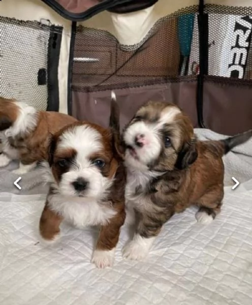 regalo cuccioli di shitzu...